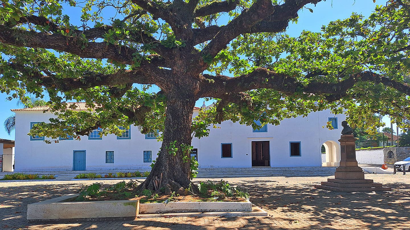 Árvore centenária no pátio do Santuário Nacional de Anchieta